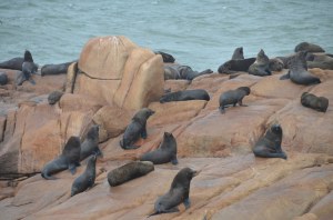 Seelöwen am Cabo Polonio