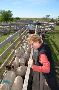 Vor der Schur bekommen die Schafe eine Schluckimpfung gegen Parasiten