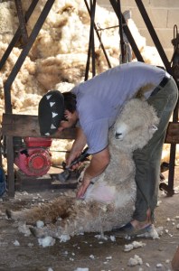 Schafscherer bei der Arbeit