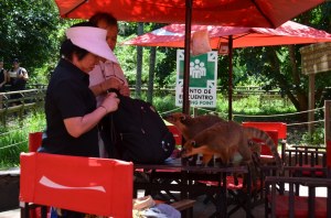 Nasenbären-Angriff auf den Rucksack zweier asiatischer Touristen