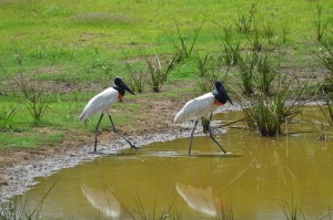 Der Jabiru, der größte Storch und  der nach dem Kondor zweitgrößte flugfähige Vogel der Welt, ist das Wahrzeichen des Pantanal