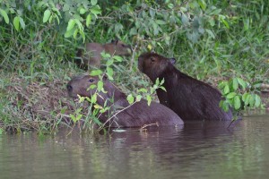 Capibaras, Wasserschweine, am Ufer des Rio Vermelho
