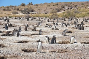 Magellan-Pinguine vor ihren Bruthöhlen
