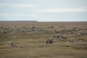 Selten sieht man auf Feuerland so viele Schafe auf einmal