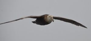 Sturmvogel, treuer Begleiter auf unserem Weg zu den Falklands