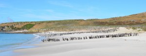 Tausende Pinguine am Strand (Carcass-Island)