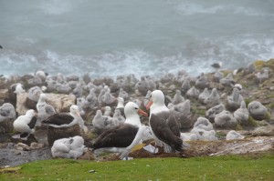 Brutkolonie Schwarzbrauen-Albatrosse