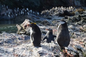 Drei Pinguinarten einträchtig nebeneinander: Goldschopf-, Esels- und Zügelpinguin (von links)