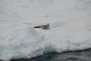 Weddell-Robbe auf Eisscholle