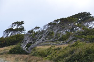 Vom Wind geformte Bäume 