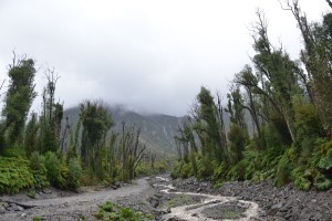 Durch Ausbruch des Vulkans Chaitén 2008 zerstörter Wald