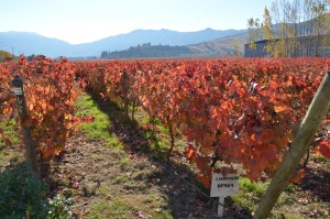 Carmenère-Feld auf dem Weingut Montes