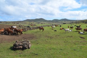 Kühe und (zu) viele Pferde auf der Weide
