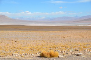 Altiplano auf chilenischer Seite