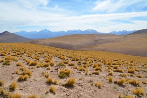 Landschaft im chilenischen Altiplano