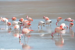 Flamingos in der Laguna Hedionda