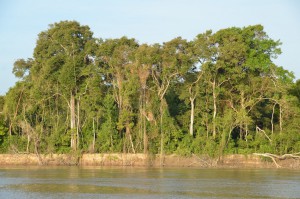 Urwald am Ufer des Rio Mamoré, des längsten Flusses in Bolivien