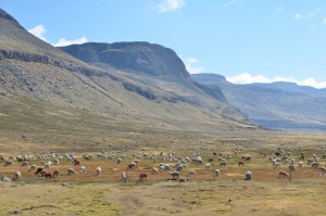 Alpaka-Herde auf der Weide in 4.000 m Höhe