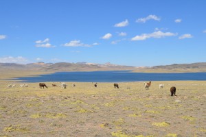 Alpakas und Schafe vor herrlicher Altiplano-Landschaft