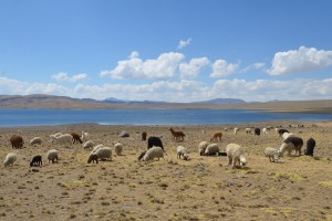 Alpakas und Schafe direkt neben der uns aufhaltenden Baustelle