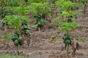 Diese Papaya-Bäumchen voller dicker Früchte sind nur einen halben Meter hoch