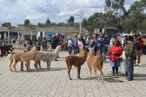 Llamas auf dem Viehmarkt von Saquisilí