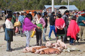 Angeseilte Schweinchen in Saquisilí