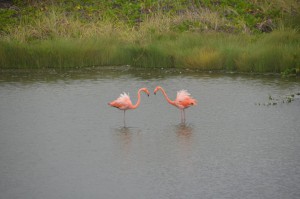 Flamingos in Lagune bei Puerto Villamil