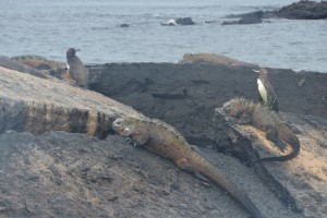 Meerechsen (Iguanas Marinas) und Galápagos-Pinguine