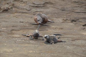 Junger Seelöwe beißt Meerechse spielerisch in den Schwanz