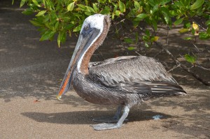 Pelikan am Strand unter Mangroven