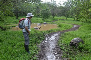 Im Schildkröten-Reservat El Chato im Hochland von Santa Cruz
