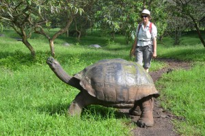 Galápagos-Schildkröten können erstaunlich groß und alt werden