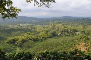 Kaffee-Hacienda Guayabal