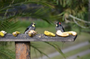 Vogel-Futterstelle mit aufgeschnittenen Bananen