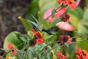 Kolibris bevorzugen Blüten