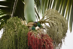 Smaragd-Tukane mögen die roten Palmfrüchte