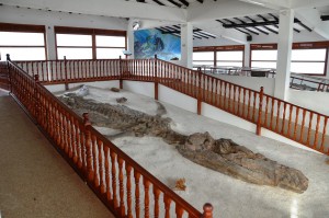 Der El Fósil genannte versteinerte Kronosaurus
