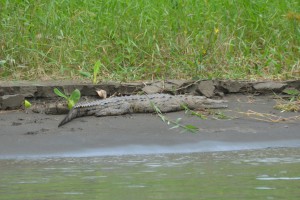 Amerikanisches Krokodil