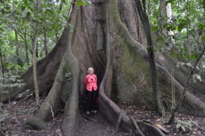 Vor 400-jährigem Ceiba-Baum