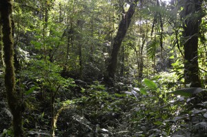 Im Nebelwald von Monteverde