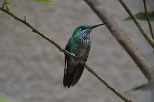 Mittelgroßer grüner Kolibri