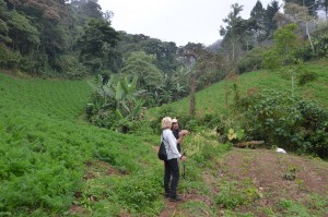 Hier werden Möhren, Bananen und Kaffee angebaut.