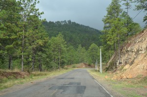 Kiefernwälder dominieren in Honduras.