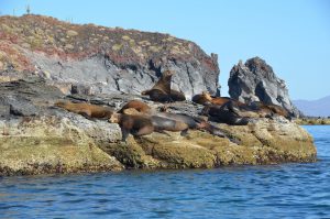 Kalifornische Seelöwen auf der Isla Coronado