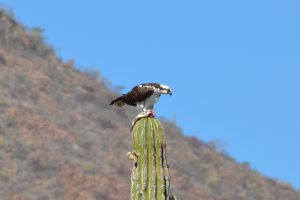 Fischadler mit Beute auf Cardón-Kaktus