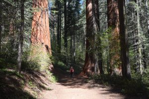 Giant Sequoias in der Merced Grove
