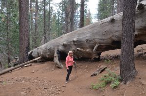 An umgefallenen Giant Sequoias werden einem die gigantischen Baum-Dimensionen besonders bewusst