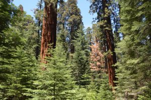Von Sequoias dominierter Mischwald