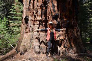 Auch nur mittelgroße Sequoias haben bereits gewaltige Ausmaße (1)